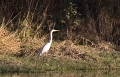 Grande aigrette-01